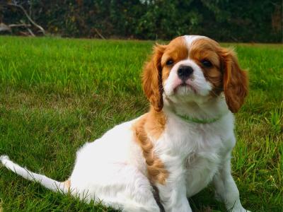 IKC Registered Cavalier King Charles puppies in Wexford