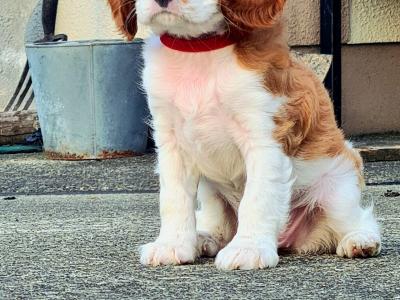 IKC Registered Cavalier King Charles puppies in Wexford
