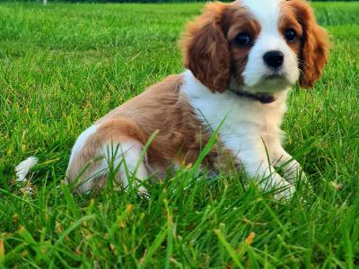 IKC Registered Cavalier King Charles puppies in Wexford