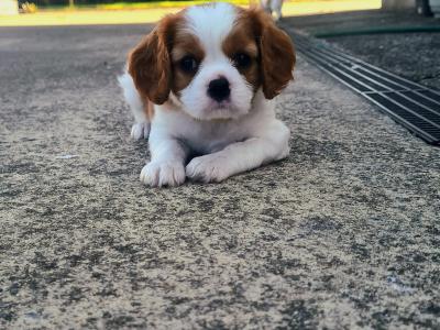 IKC Registered Cavalier King Charles puppies in Wexford