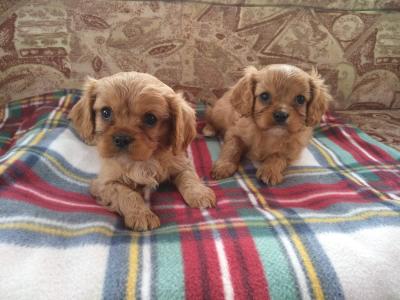 Cavalier King Charles Spaniel puppies for sale in Carlow