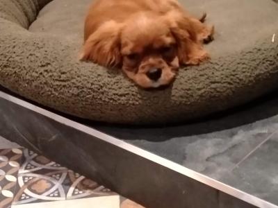 Cavalier King Charles Spaniel puppies for sale in Carlow