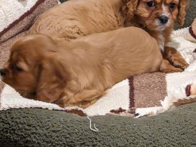 Cavalier King Charles Spaniel puppies for sale in Carlow