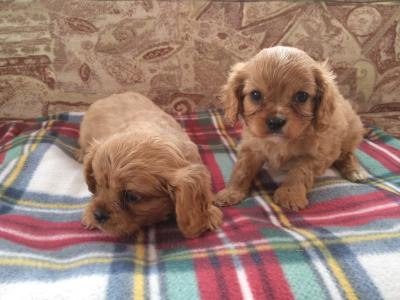 Cavalier King Charles Spaniel puppies for sale in Carlow