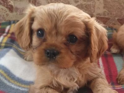 Cavalier King Charles Spaniel puppies for sale in Carlow