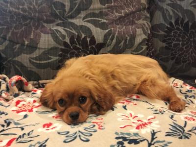 Cavalier King Charles Spaniel puppies for sale in Carlow