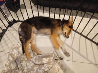 Female Border Collie X Shepherd puppy in Galway CURRENTLY ON HOLD