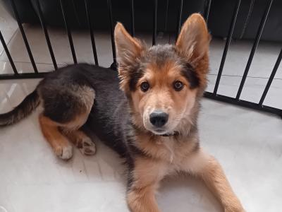 Female Border Collie X Shepherd puppy in Galway CURRENTLY ON HOLD