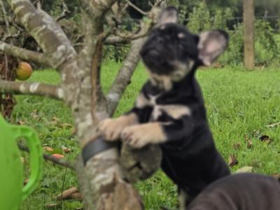 KC Registered(pending) French Bulldog puppies in Donegal