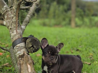 KC Registered(pending) French Bulldog puppies in Donegal