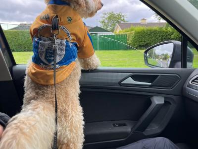 Poochon for Stud in Clare