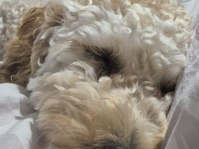 Poochon for Stud in Clare