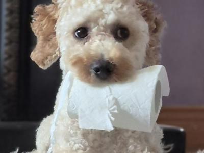 Poochon for Stud in Clare