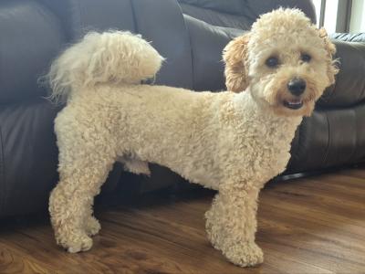 Poochon for Stud in Clare