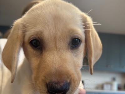 FEMALE YELLOW  8 Weeks old - IKC Registered Labrador puppies with Ftch Lines for sale in Clare