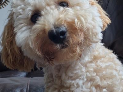 Poochon for Stud in Clare