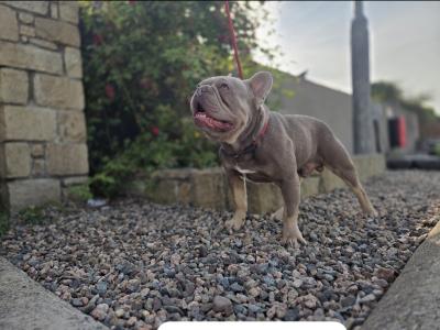 KC Registered(pending) French Bulldog puppies in Donegal