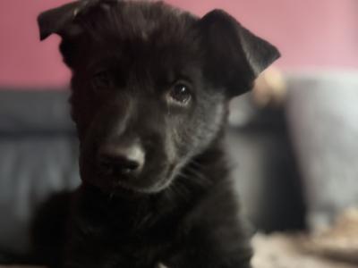 Last black female German Shepherd puppy available in Laois
