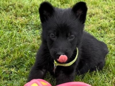 Elite German Shepherd puppies in Tipperary – Czech/Slovak Working Lines 🐾