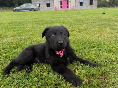 Elite German Shepherd puppies in Tipperary – Czech/Slovak Working Lines 🐾