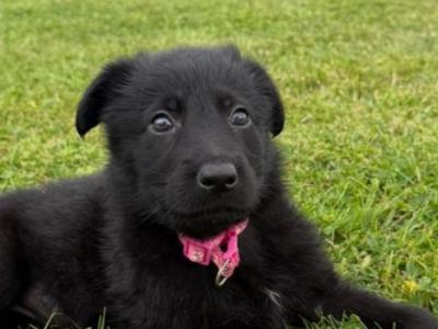 Elite IKC German Shepherd puppies in Tipperary – Czech/Slovak Working Lines 🐾