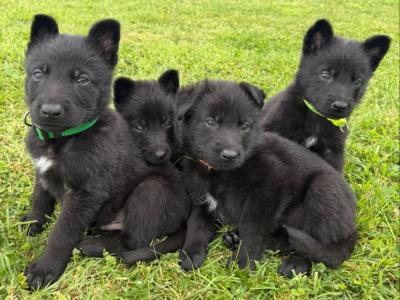 Elite German Shepherd puppies in Tipperary – Czech/Slovak Working Lines 🐾