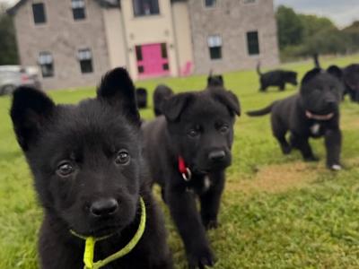 Elite German Shepherd puppies in Tipperary – Czech/Slovak Working Lines 🐾
