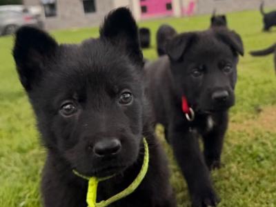 Elite IKC Registered German Shepherd puppies in Tipperary – Czech/Slovak Working Lines 🐾