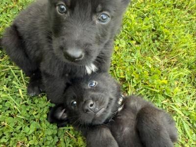 Elite German Shepherd puppies in Tipperary – Czech/Slovak Working Lines 🐾
