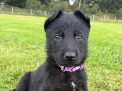 Elite German Shepherd puppies in Tipperary – Czech/Slovak Working Lines 🐾