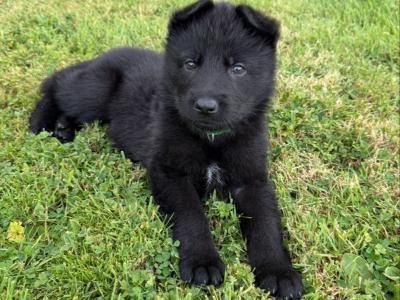 Elite German Shepherd puppies in Tipperary – Czech/Slovak Working Lines 🐾