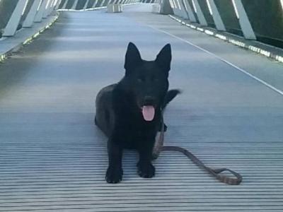 Elite German Shepherd puppies in Tipperary – Czech/Slovak Working Lines 🐾