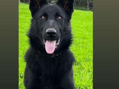 Elite German Shepherd puppies in Tipperary – Czech/Slovak Working Lines 🐾
