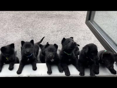 Elite German Shepherd puppies in Tipperary – Czech/Slovak Working Lines 🐾
