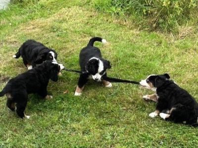 2  female purebred IKC registered Bernese Mountain Dog puppies in Dublin from a Litter of 4