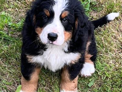 2  female purebred IKC registered Bernese Mountain Dog puppies in Dublin from a Litter of 4
