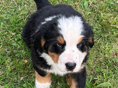 2  female purebred IKC registered Bernese Mountain Dog puppies in Dublin from a Litter of 4