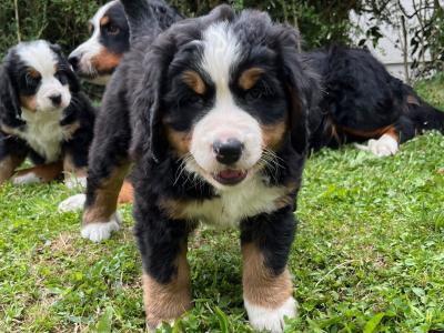 2  female purebred IKC registered Bernese Mountain Dog puppies in Dublin from a Litter of 4