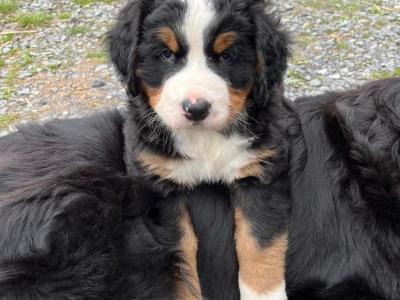 2  female purebred IKC registered Bernese Mountain Dog puppies in Dublin from a Litter of 4