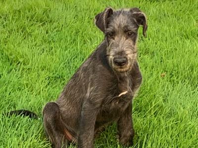 IKC Registered Irish Wolfhound puppies in Galway