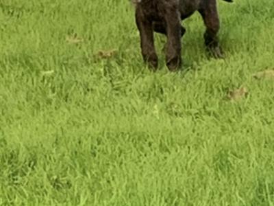 IKC Registered Irish Wolfhound puppies in Galway