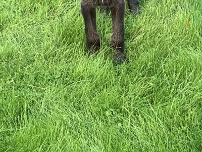 IKC Registered Irish Wolfhound puppies in Galway
