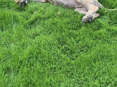 IKC Registered Irish Wolfhound puppies in Galway