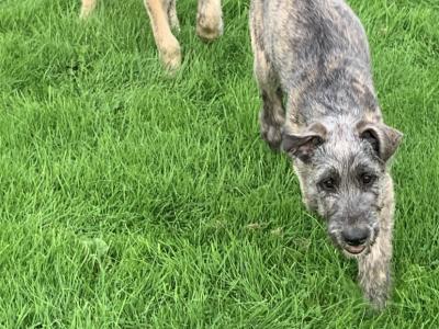 IKC Registered Irish Wolfhound puppies in Galway
