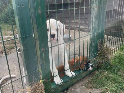 Chunky Champion Bloodline Boxer puppies in Cork