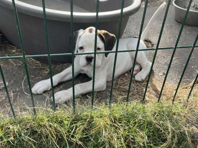 2 White Chunky Champion Bloodline Boxer puppies in Cork