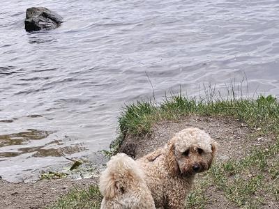 Poochon for stud in Clare