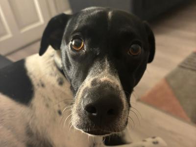 Elvis is a 3 year old Terrier X dog in Dublin