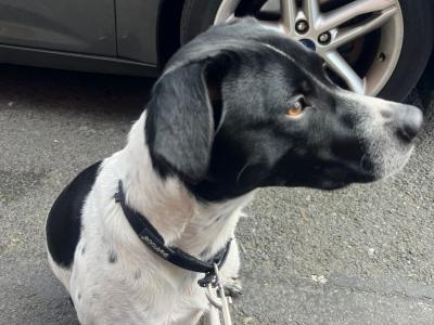 Elvis is a 3 year old Terrier X dog in Dublin