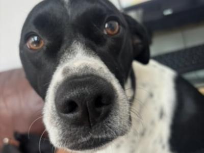 Elvis is a 3 year old Terrier X dog in Dublin